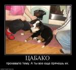 Цабако прохавало тему. А ты все еще прячешь их.