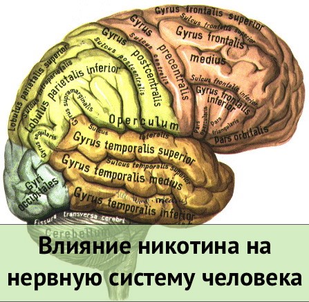 Влияние никотина на нервную систему