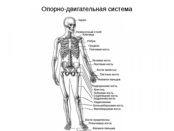 Влияние курения на опорно-двигательную систему