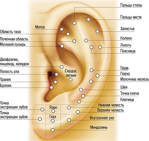 Аурикулотерапия от курения  Аурикулотерапия от курения
